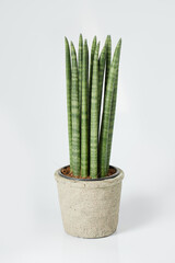 Sansevieria Cylindrica in Neutral Clay Pot on White Background