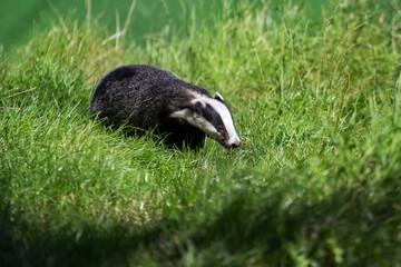 Fototapeta premium European Badger (Meles meles)