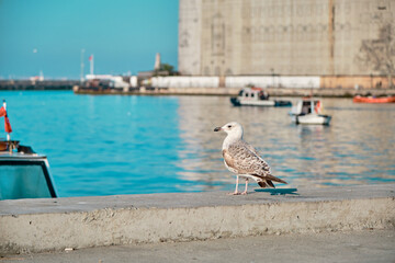 Single huge seagulls landing, standing and flying in kadikoy shore in istanbul turkey 04.03.2021