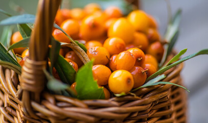 Yellow berries Hippophae and leaves. basket of sea buckthorns. Harvest sallowthorn. Collecting ripe berries seaberry for preparation of medicinal plants and cooking infusions and sandthorn tea.