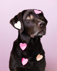 Labrador retriever dog with pink heart stickers on the body, a holiday Valentine's Day decoration...