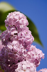 Fototapeta premium Blooming branch of lilac in the open air blooms in May