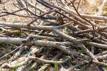 A pile of stacked firewood, prepared for heating the house,  Gathering fire wood for winter or bonfire.
