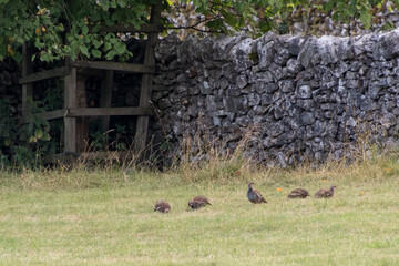 A flock of Partridges in a field at Conistone in the Yorkshire Dales