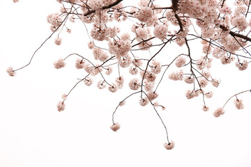 Drooping pick cherry flowers on white background