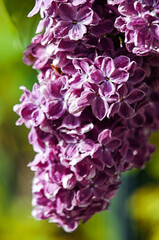 Blooming branch of lilac in the open air blooms in May