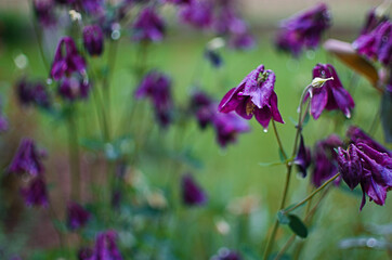 Aquilegia flower elves that blooms outdoors in beautiful