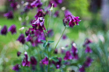 Aquilegia flower elves that blooms outdoors in beautiful