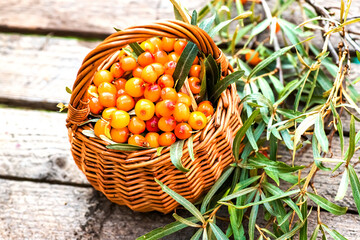 argousier fruit, alternative medicine preparation. Soft focus