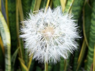 Fototapeta premium Sweet Dandelion
