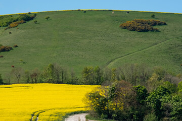 Obraz premium Rapeseed in the Rolling Sussex Countryside
