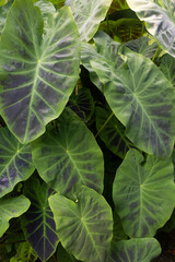 close up of green leaves