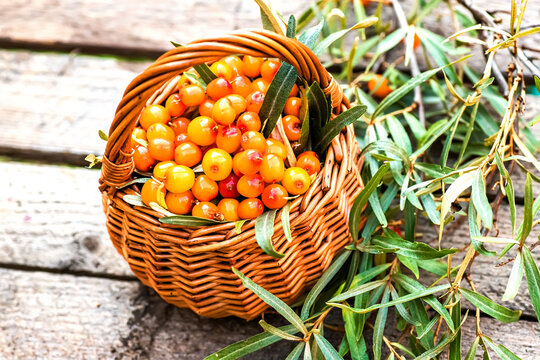 argousier fruit, alternative medicine preparation. Soft focus