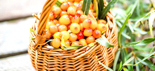 argousier fruit, alternative medicine preparation. Soft focus
