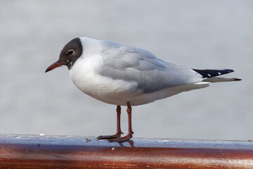 Fototapeta premium Black-headed Gull on a Railing by the River Thames