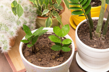 Different home plants. Young little plant zamiokulkas in water drops in pot closeup. Growing indoor houseplant