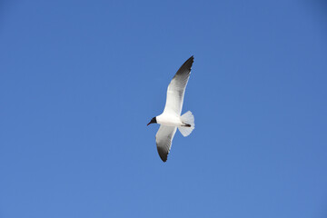 Laughing gull in flight at Lido Key beach, Sarasota, Florida, USA. Clear blue sky background.