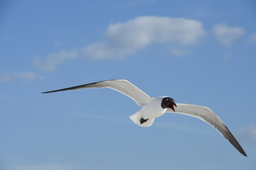 Laughing gull in flight at Lido Key beach, Sarasota, Florida, USA. Blue sky background.