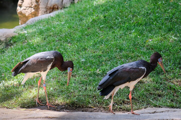 FUENGIROLA, ANDALUCIA/SPAIN - JULY 4 : Abdim's Stork in the Bioparc Fuengirola Costa del Sol Spain...