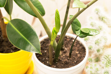 Different home plants. Sprout of a young plant zamiokulkas in pot close up. Growing indoor houseplants