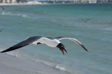 Laughing gull in flight at Lido Key beach, Sarasota, Florida, USA.