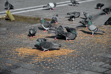 Many birds, pigeon and doves with colorful green and purple feathers in their necks on the bird...