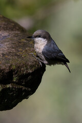 White-Breasted Nuthatch Perched For a Moment