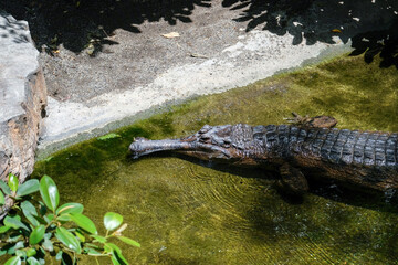 FUENGIROLA, ANDALUCIA/SPAIN - JULY 4 : Tomistoma (Tomistoma schlegelii) Resting at the Bioparc Fuengirola Costa del Sol Spain on July 4, 2017