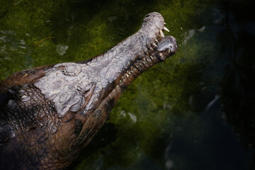 FUENGIROLA, ANDALUCIA/SPAIN - JULY 4 : Tomistoma (Tomistoma schlegelii) Resting at the Bioparc Fuengirola Costa del Sol Spain on July 4, 2017