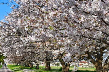広場の桜並木の満開の桜
