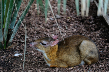 FUENGIROLA, ANDALUCIA/SPAIN - JULY 4 : Java Mouse Deer (Tragulus javanicus) at the Bioparc in FuengirolaCosta del Sol Spain on July 4, 2017