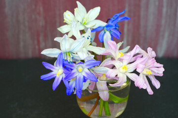 Bouquet of pink, purple and white chionodoxa and scilla flowers in a vase