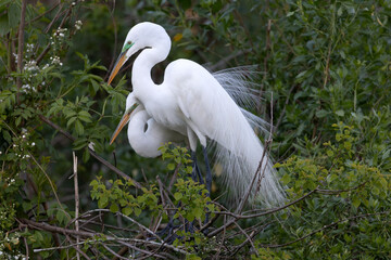 Great Egret