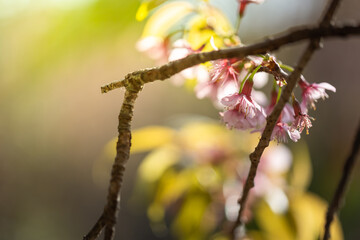 Sakura flowers blooming blossom in Chiang Mai, Thailand