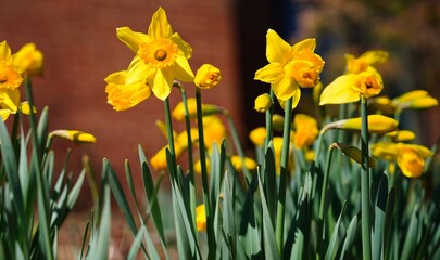 Fototapeta premium Yellow and orange narcissus daffodil flowers growing in the garden