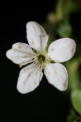 Obraz premium White small flower blossom Prunus spinosa family rosaceae modern background high quality prints