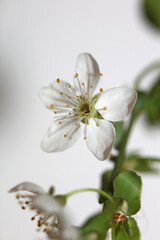 Naklejka na ściany i meble White small flower blossom Prunus spinosa family rosaceae modern background high quality prints