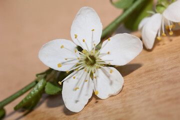 White small flower blossom Prunus spinosa family rosaceae modern background high quality prints