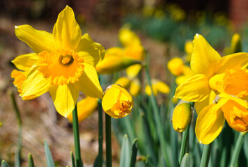 Yellow and orange narcissus daffodil flowers growing in the garden