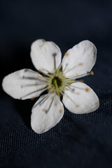 White small flower blossom Prunus spinosa family rosaceae modern background high quality prints