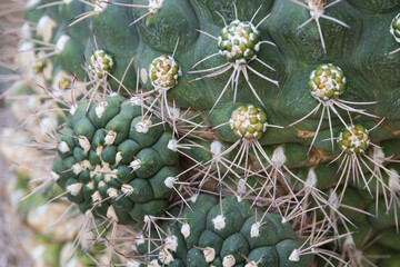 Cactus, close-up
