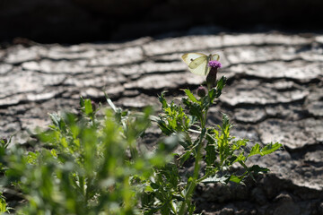 Southern Small White.(pieris mannii) Butterfly in Romania