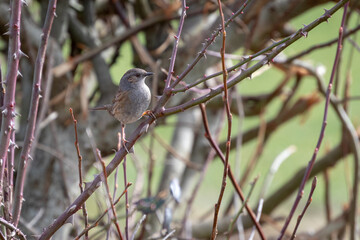 Hedge Accentor (Dunnock) in a hedge in Sussex