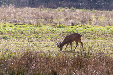 Naklejka na ściany i meble Red Deer (Cervus elaphus) in a field near East Grinstead