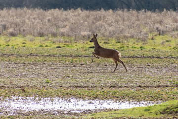 Red Deer (Cervus elaphus) in a field near East Grinstead