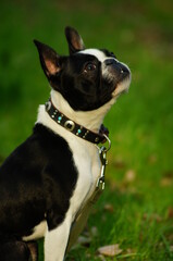 飼い主をジッとみつめる犬