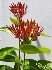 Blooming Red Ixora Flower Buds