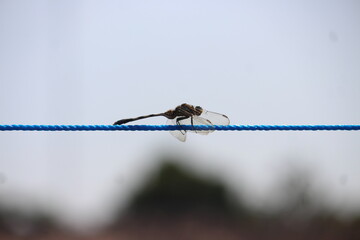 dragonfly on a wire