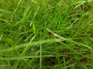 Green grass close-up lawn field