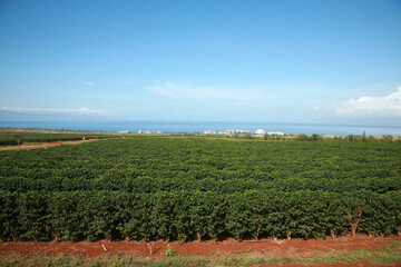 coffee plantation on Maui Hawaii. - obrazy, fototapety, plakaty